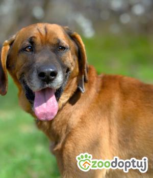 Do adopcji Warszawa