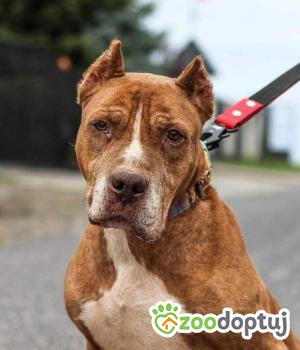 Do adopcji Żelechów