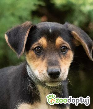 Do adopcji Warszawa