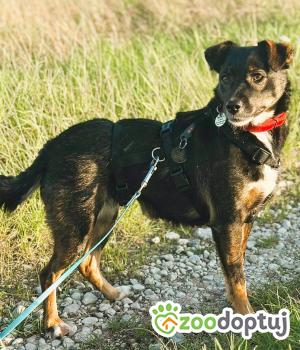 Do adopcji Kłobuck