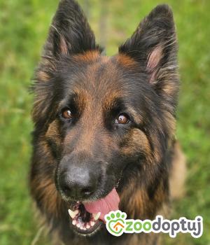 Do adopcji Stalowa Wola