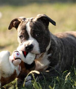 Do adopcji Brzeg