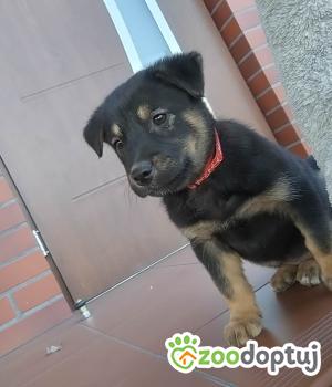 Do adopcji Radziejów