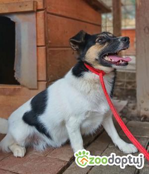 Do adopcji Warszawa