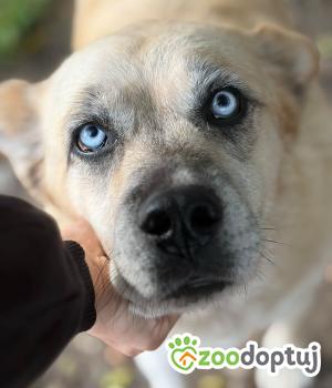 Do adopcji Olsztyn