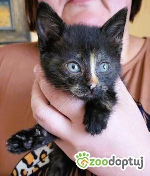 Do adopcji Wieluń