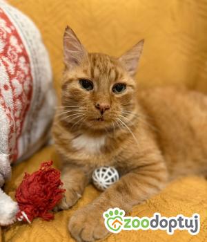 Do adopcji Głowno
