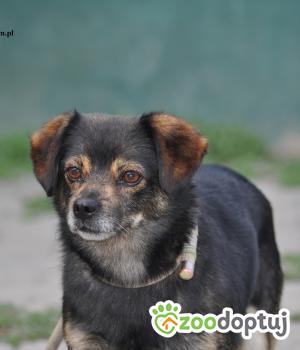 Do adopcji Nowy Dwór Mazowiecki