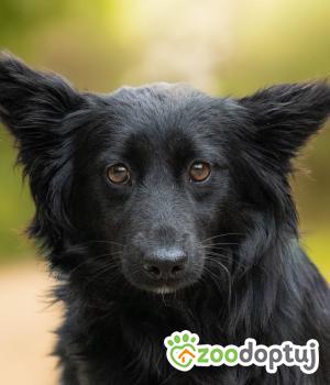 Do adopcji Warszawa