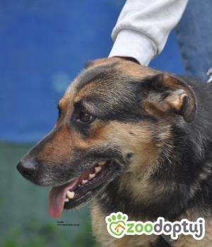 Do adopcji Nowy Dwór Mazowiecki