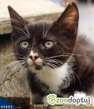 Do adopcji Rzeszów