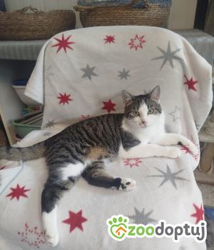 Do adopcji Głowno