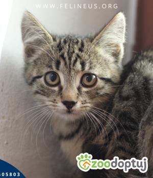 Do adopcji Rzeszów