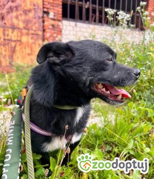 Do adopcji Mielec