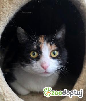 Do adopcji Cieszyn