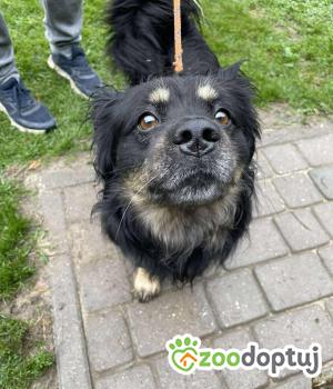 Do adopcji Zgierz