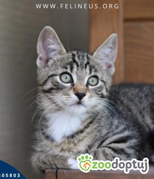Do adopcji Rzeszów