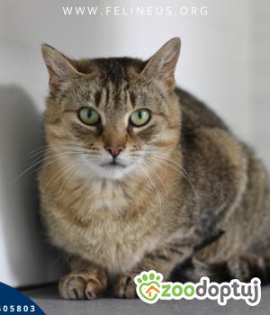 Do adopcji Rzeszów