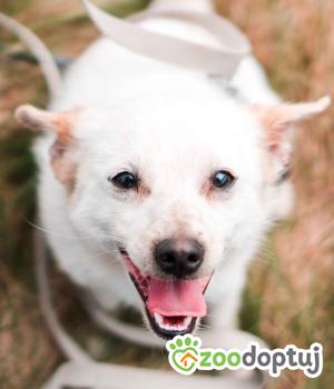 Do adopcji Sompolno