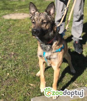 Do adopcji Kielce