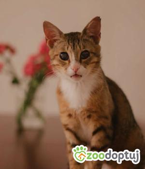 Do adopcji Warszawa