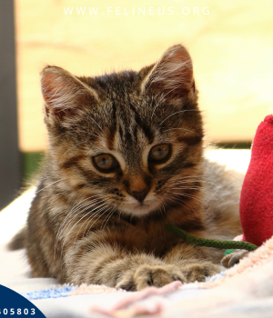 Do adopcji Rzeszów