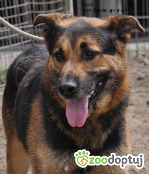 Do adopcji Nowy Dwór Mazowiecki