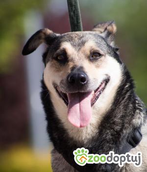 Do adopcji Gdańsk