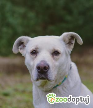 Do adopcji Białobrzegi