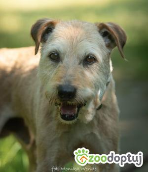 Do adopcji Myślenice