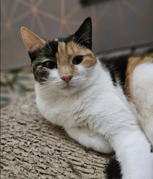 Do adopcji Gdańsk