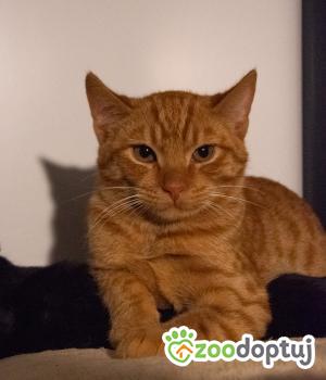 Do adopcji Cieszyn