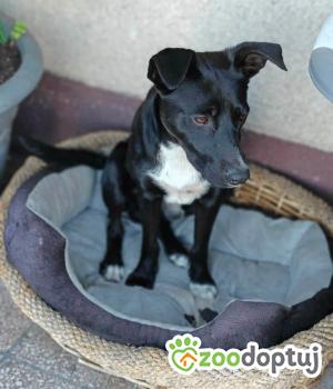 Do adopcji Zgierz