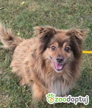 Do adopcji Zgierz