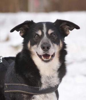 Do adopcji Warszawa