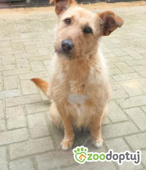 Do adopcji Krotoszyn