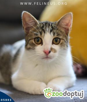 Do adopcji Rzeszów