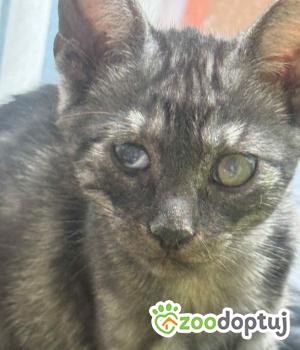 Do adopcji Zgierz