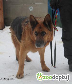 Do adopcji Nowy Dwór Mazowiecki