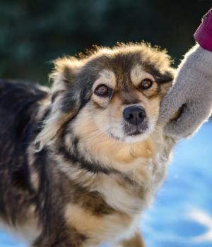 Do adopcji Białobrzegi