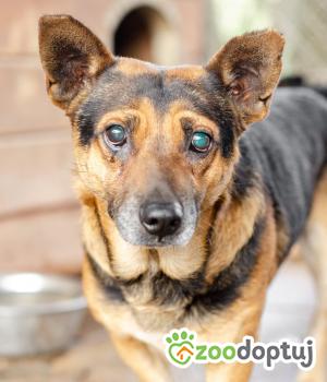 Do adopcji Warszawa