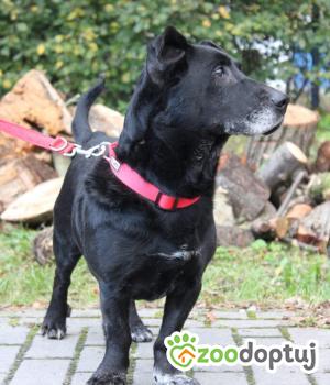 Do adopcji Września