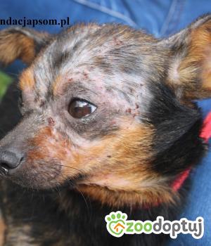 Do adopcji Nowy Dwór Mazowiecki