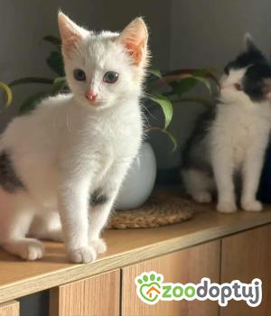 Do adopcji Myślenice