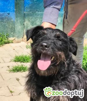 Do adopcji Nowy Dwór Mazowiecki
