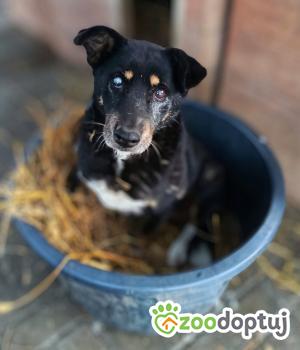 Do adopcji Warszawa