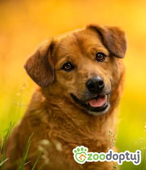 Do adopcji Warszawa