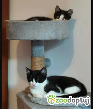 Do adopcji Gdańsk