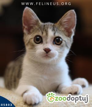 Do adopcji Rzeszów