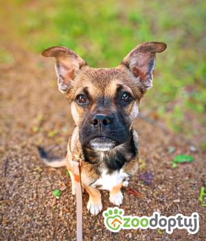 Do adopcji Grodzisk Mazowiecki